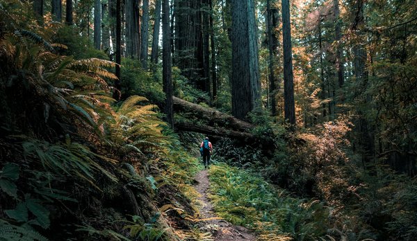 Où trouver les meilleures pistes pour une randonnée à travers les forêts de séquoias, Californie ?